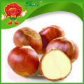 Roasted Chestnut Sweet Chinese Chestnuts for export